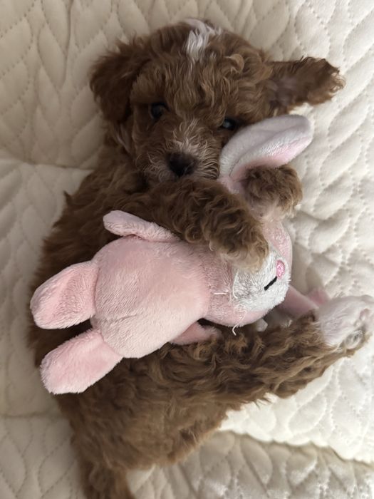 Poodle Mini Toy e Toy Vermelho