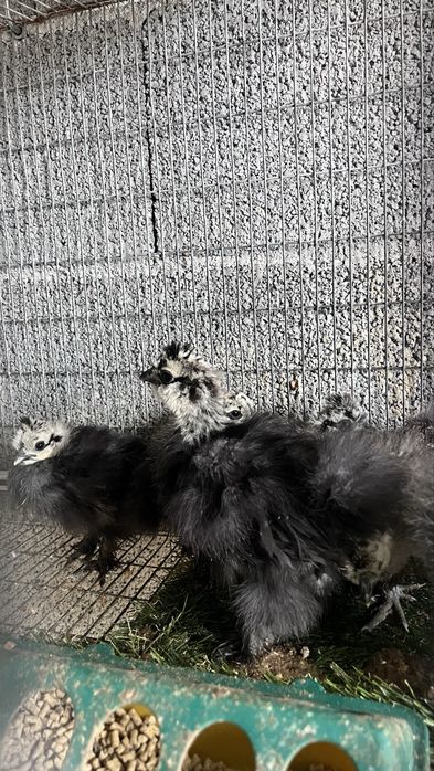 Sedosas do Japao com 2/3 meses