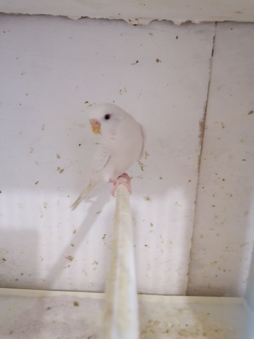 Periquitos australianos