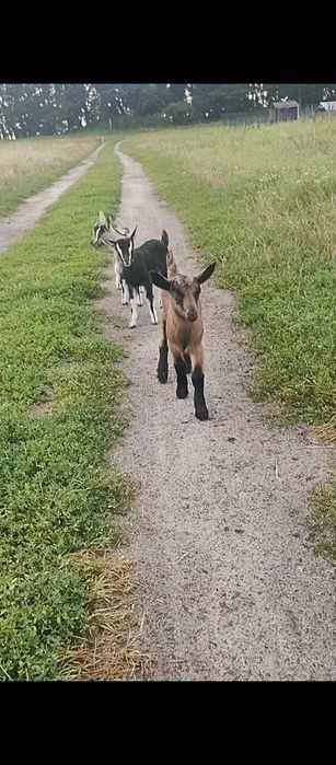 Козенята молочні