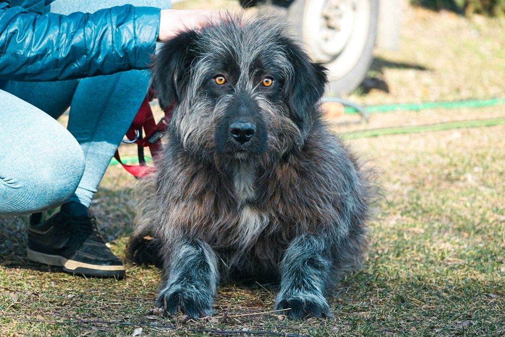 LAMBADA  - kudłata sunia prosi o dom