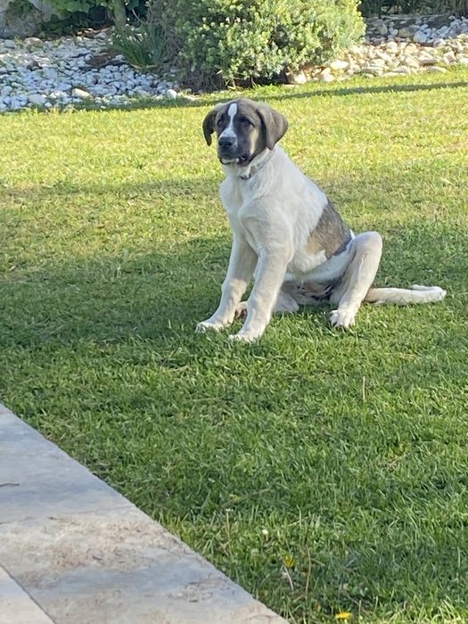 Cachorra Rafeiro do Alentejo
