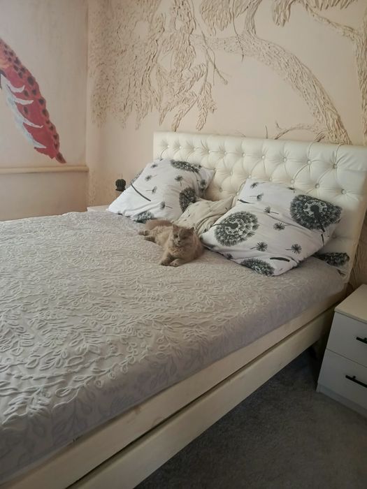 Кошенята Британці