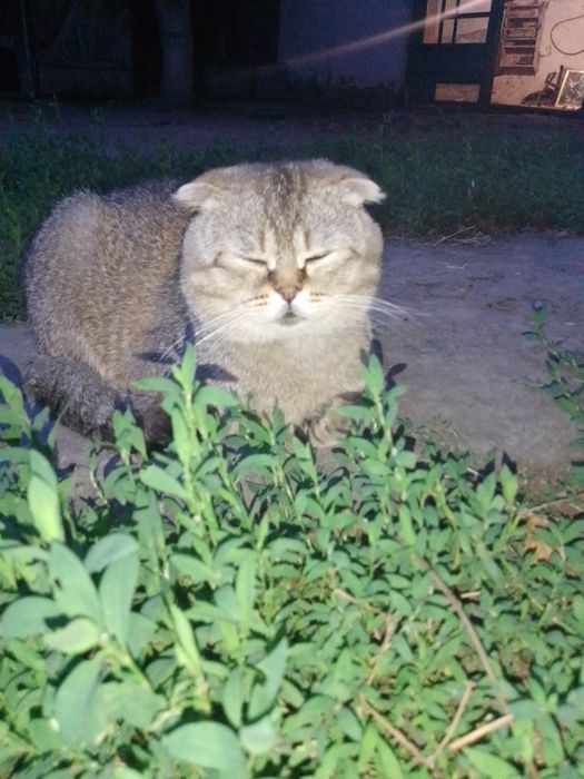 Шотландський висловухий котик
