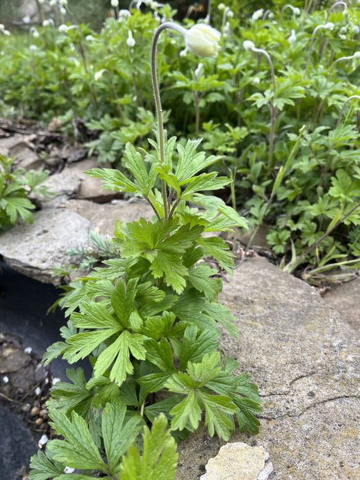 Анемона    белая