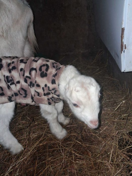 Продам( бронь) козочка, козеня від Ламанча