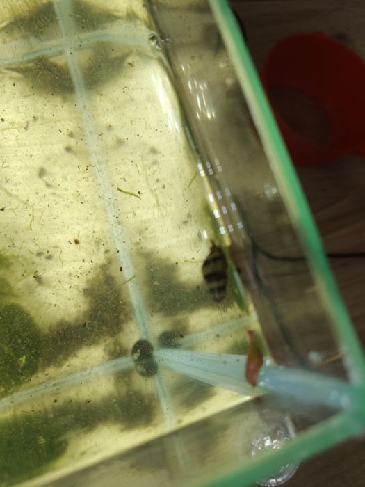 Oddam rośliny do akwarium i slimaki