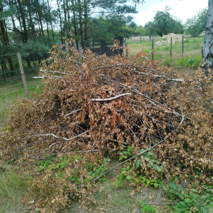 Drewno gałęzie na opał rozpałke oddam