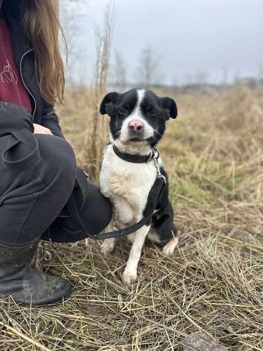 Guzik z różowym noskiem prosi o dom ADOPCJA