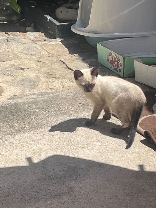 Gatinho siamês para adopção