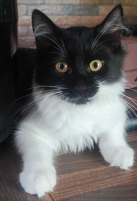 Puszysta młoda kotka szuka domu