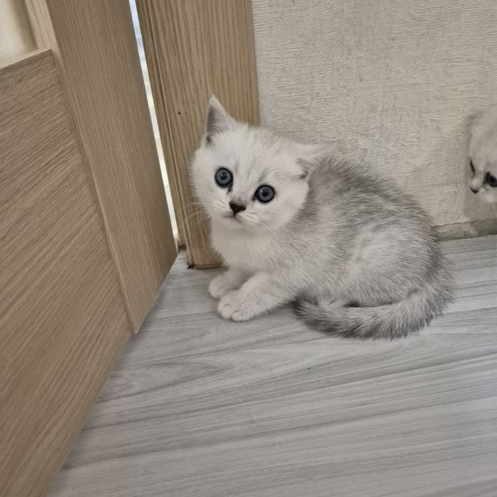 Шотландские котята серебристая шиншилла