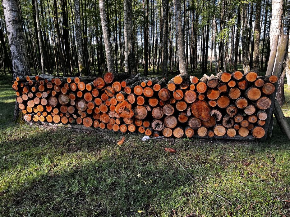 Surowa olcha na opał