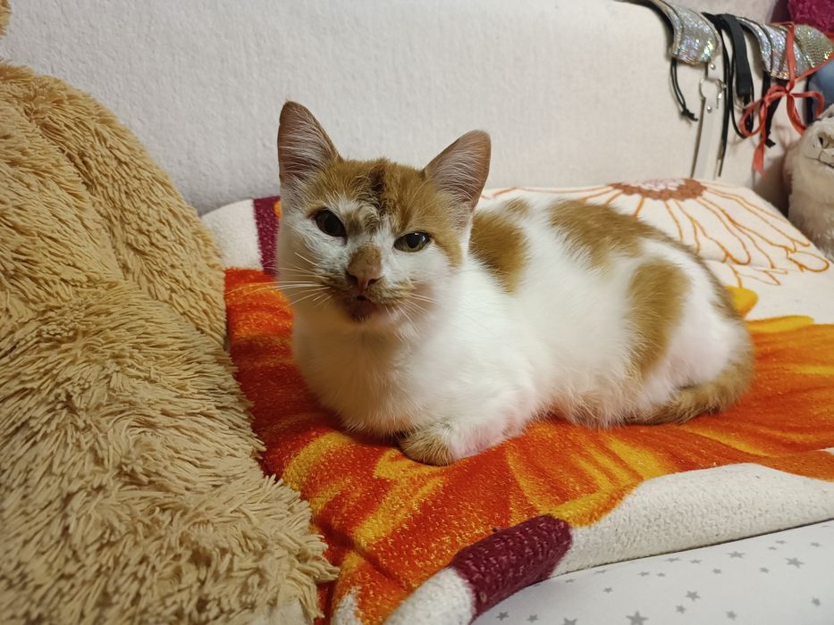 Киця, кішечка,кіт. Дуже хороша дівчинка