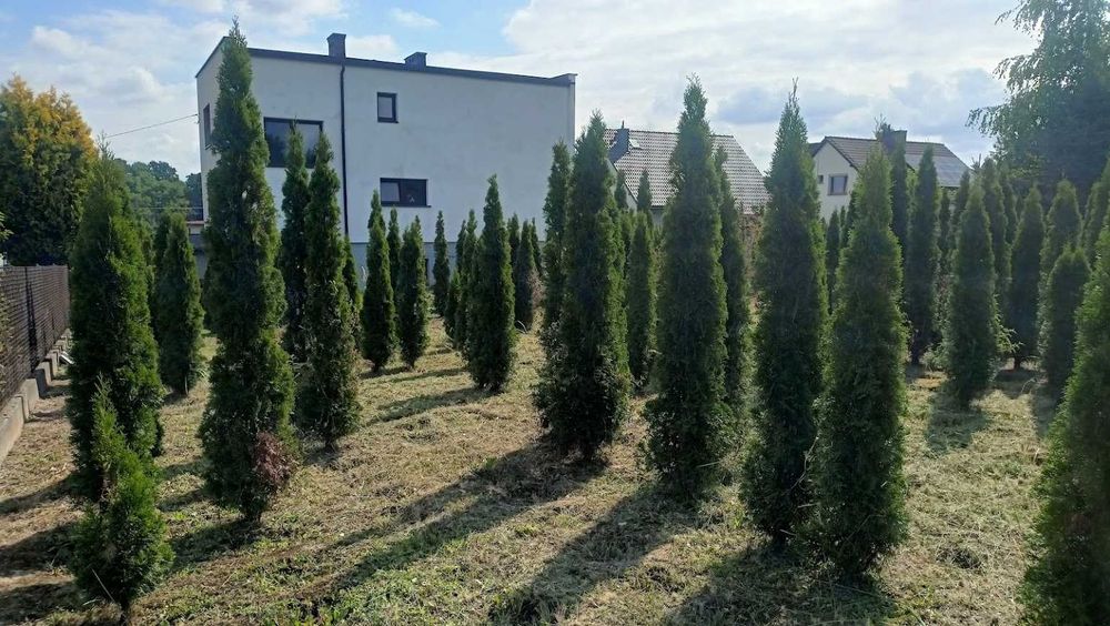THUJA,  TUJA, TUJE, Szmaragd, żywopłot - wysokie.