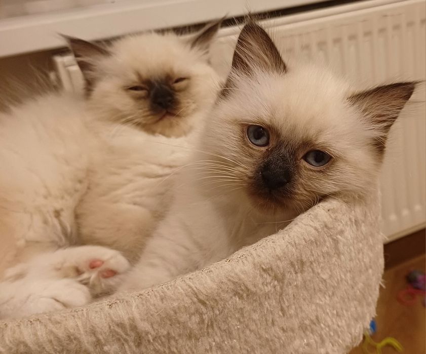 Kotka ragdoll gotowa do zmiany domu