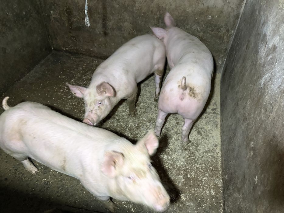 Porcos para criar
