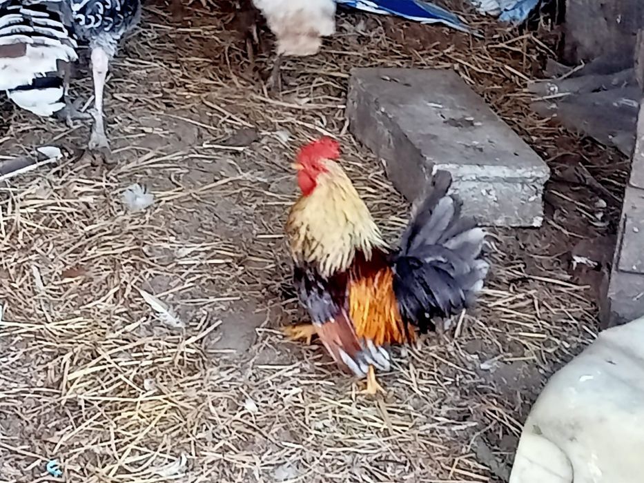 Vários animais galinhas, perus, cordonizes,  garnizas , patos, gansos