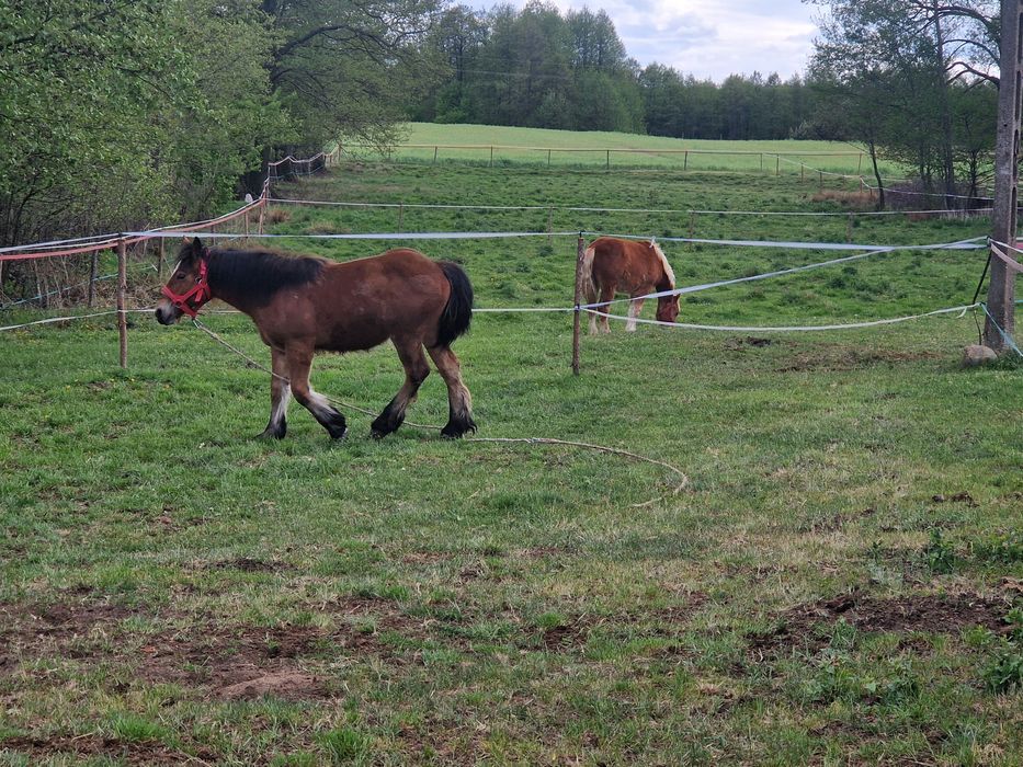 Sprzedam zrebice 17 miesiecy  córka Jukatan RS