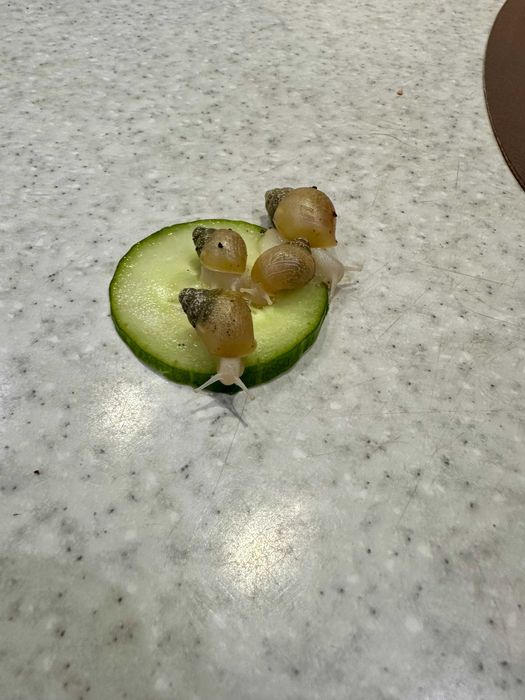 равлик Ахатина фуліка родація альбіно