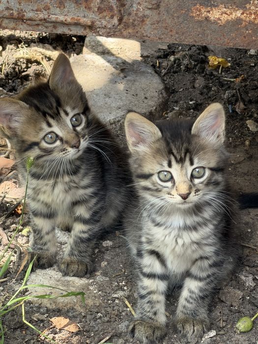 Кошенята, кіт, кішка, залишилось 2 дівчинки