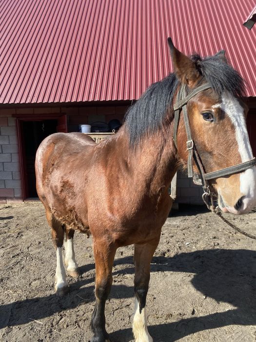 Продам лошака з гарних коней