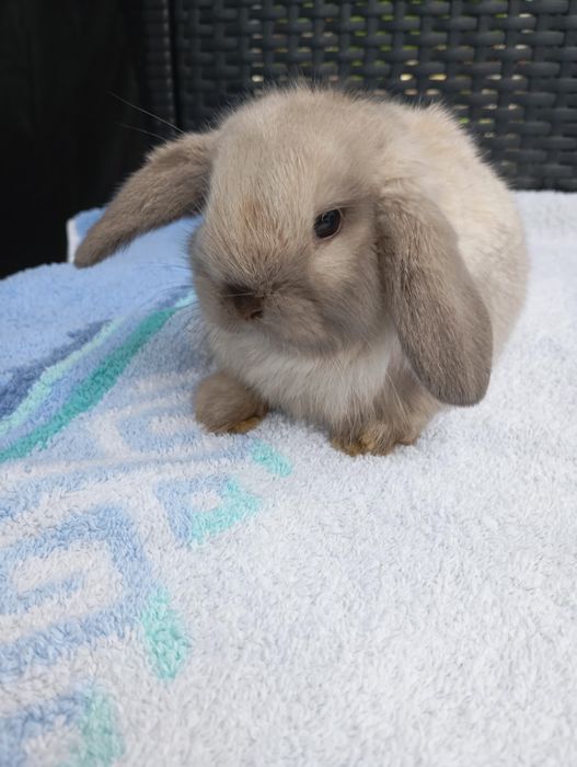 Królik mini lop miniaturka