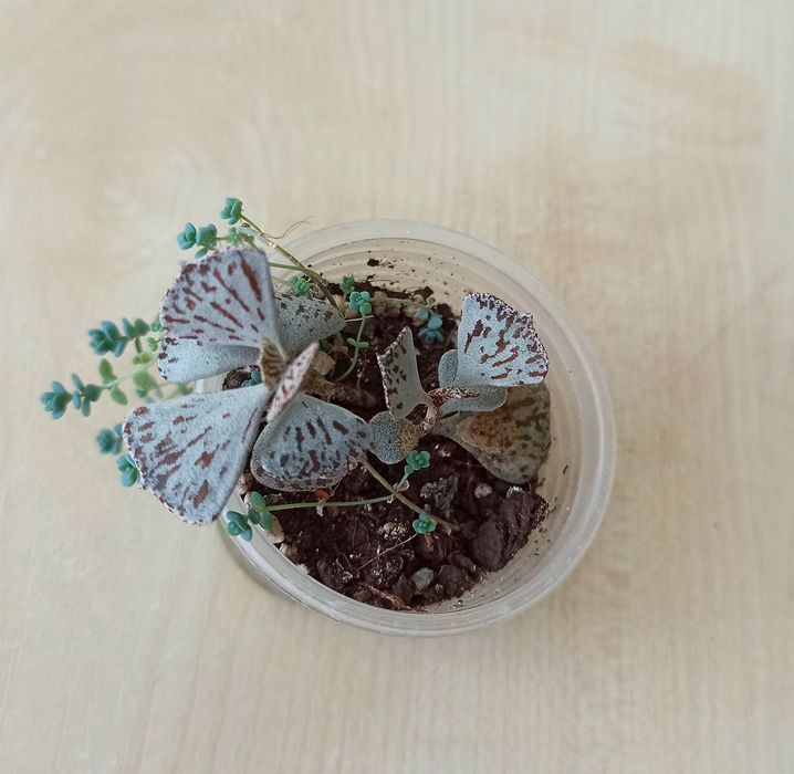 Сукуленти, рослини для сонячних вікон