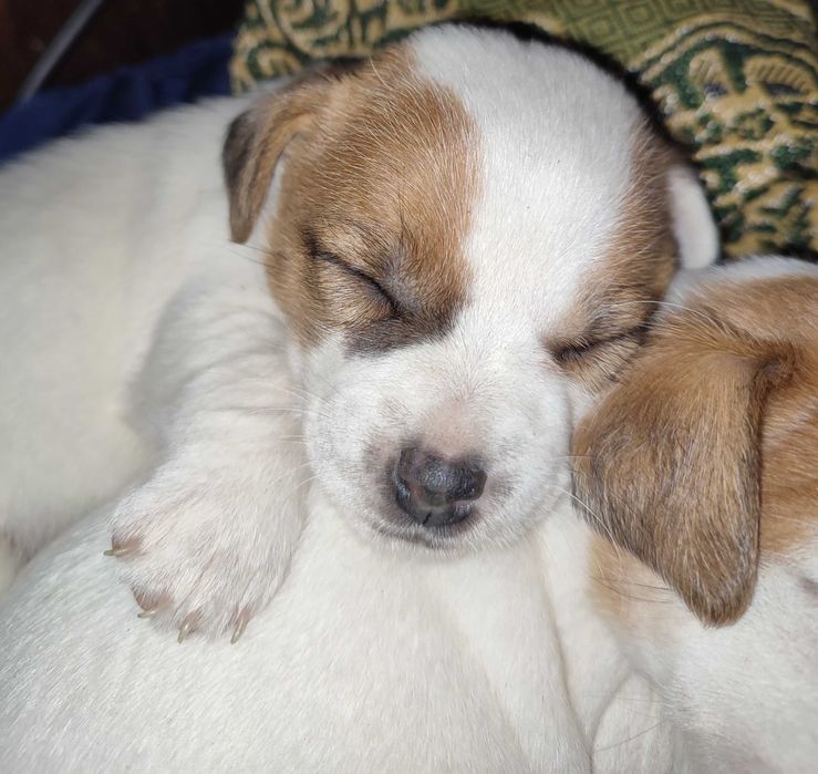 Джек Рассел тер'єр