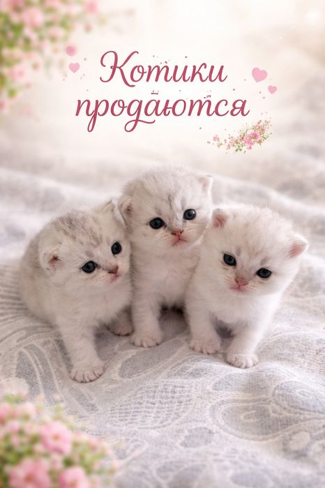 Милі кошенята світлого сріблястого окрасу.
Мама — шотландська мармуров