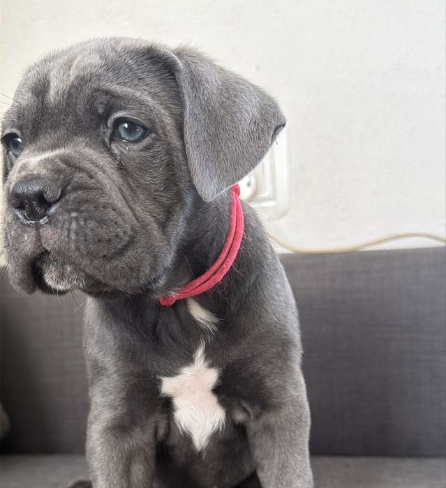 Cane Corso Italiano