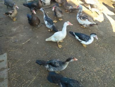 Sprzedam kaczki i kaczory