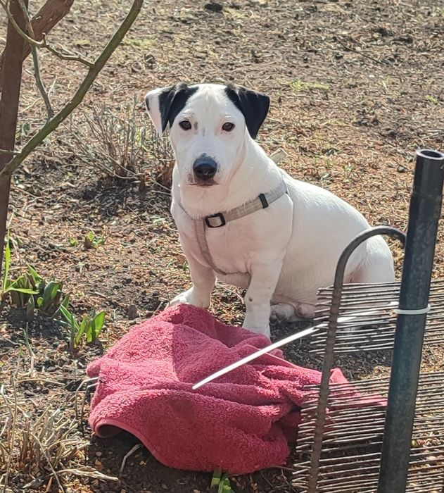 Джек Рассел тер'єр