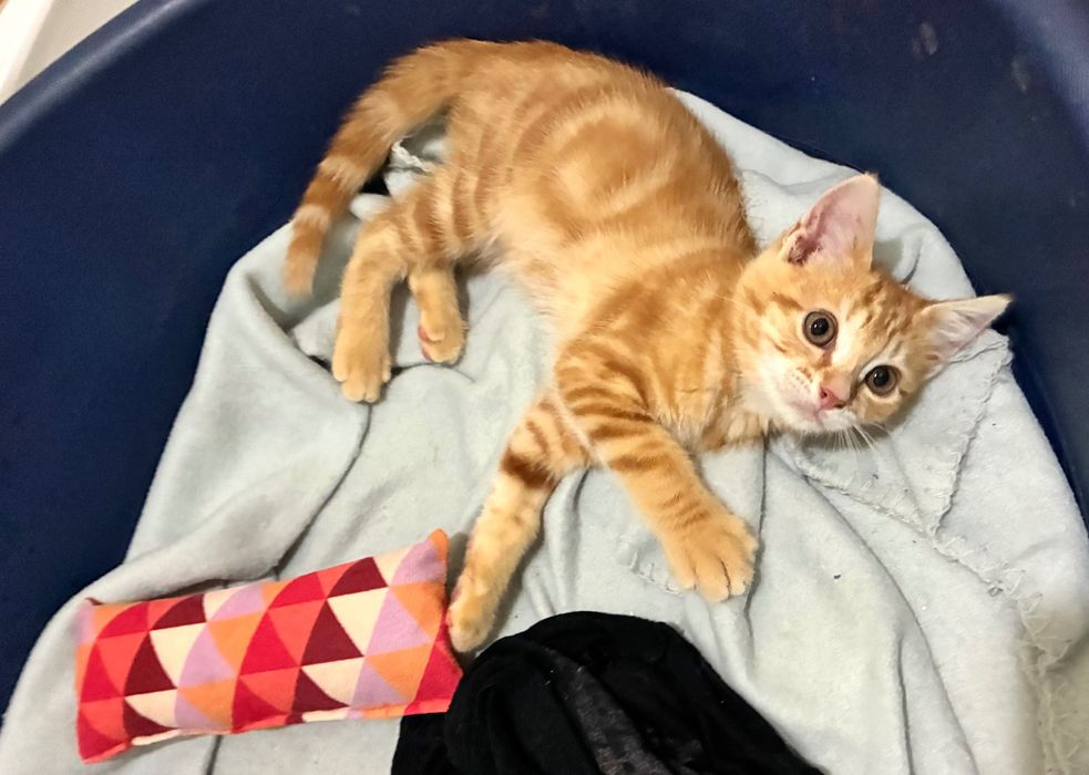 Gatinho macho laranja 2 meses