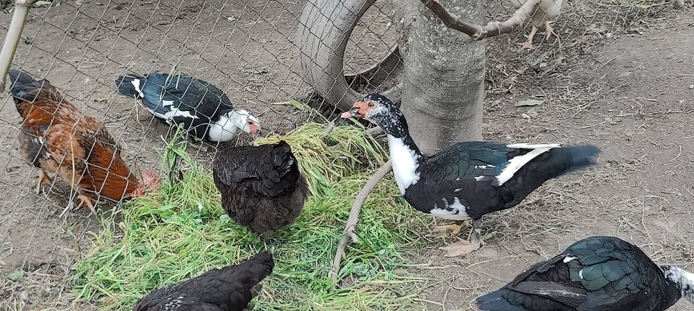 Casais de patos mudos