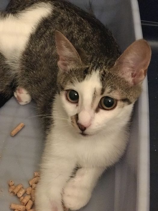 Котенок котята в добрые руки