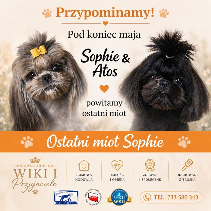 Chlopcy Shih-tzu