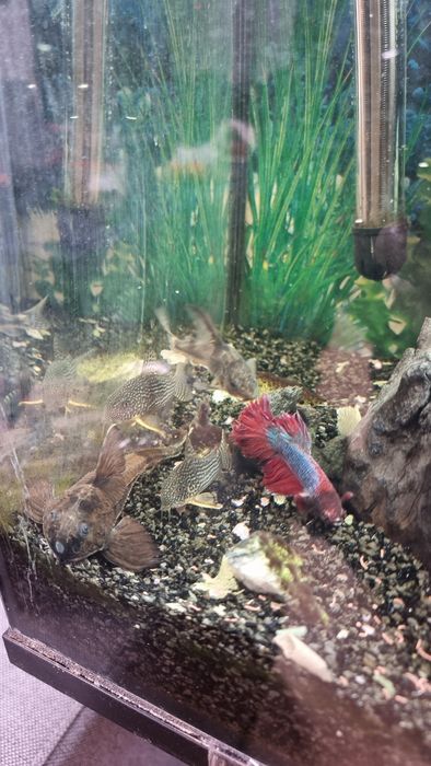 Akwarium 72l  ze stolikiem wyposażeniem i rybkami