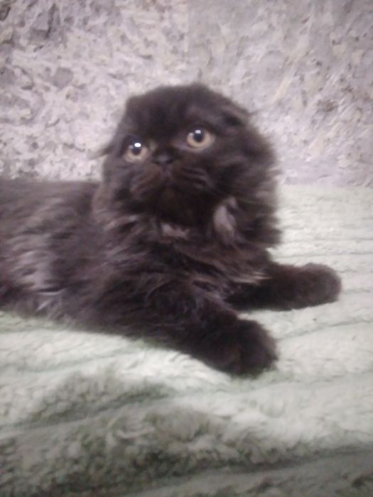 Шотландський красунчик