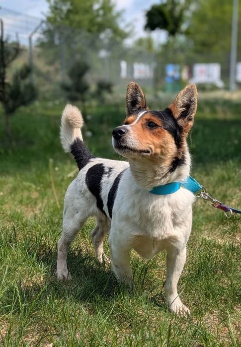 Spokojny i czuły Pułkownik szuka domu! ADOPTUJ