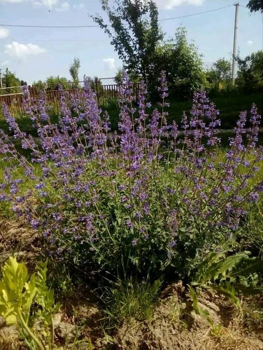 Котовник, іссоп,кніфофія, флокси, гвоздика, гравілат