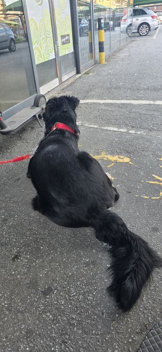 Preciso de um lar para esse companheiro