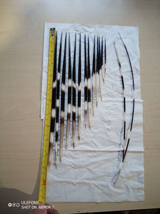 Продам голки дикобраза