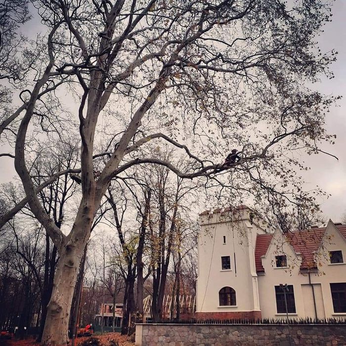 Wycinka drzew, pielęgnacja drzew, pielęgnacja ogrodów. Wlkp.