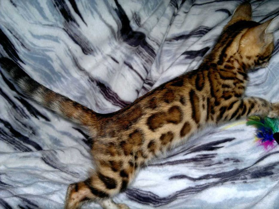 Шикарна клубна бенгальська дівчинка BENn24