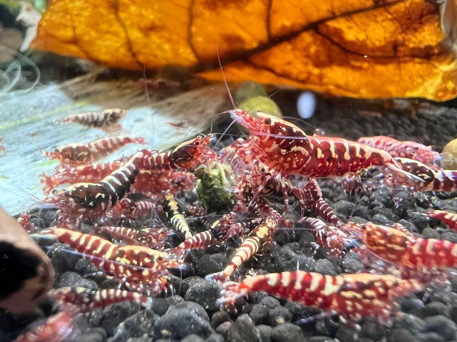 Krewetki Galaxy Fishbone Red Aqualife Sklep Zoologiczny