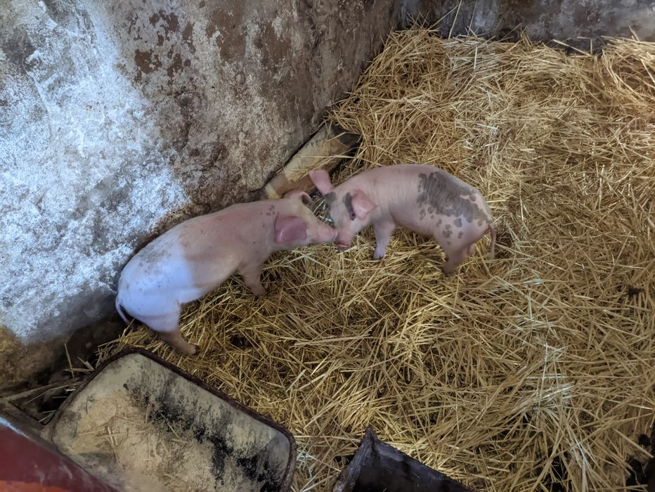 Поросята свині кабанці свинки