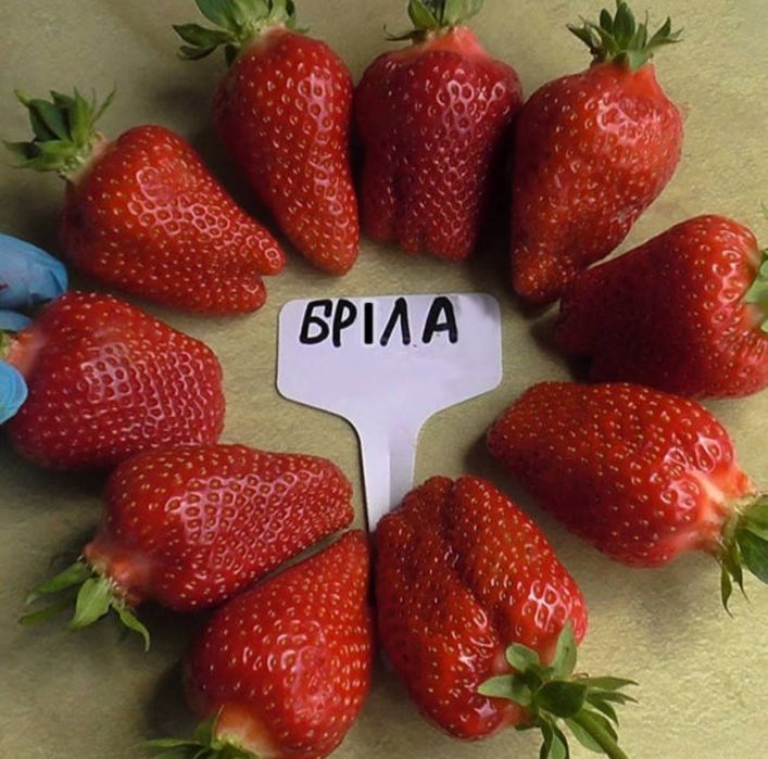 Саженцы клубники сорта  Брилла