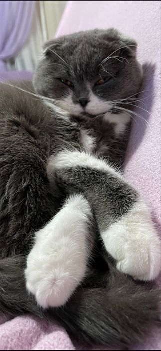 Вязка кошка ищет котика страйт шотландца