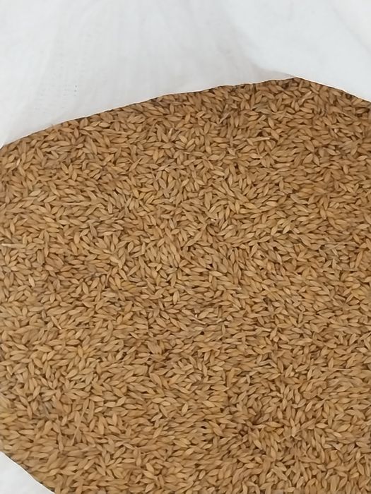 Pszenica ozima Jęczmień ozimy kukurydza sucha dla kur